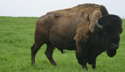 us farm bison wi