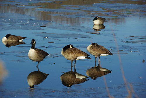 cold ice nature birds wildlife goose views 60 vosplusbellesphotos