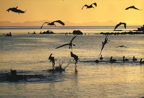 sea mountains pelicans birds sunrise bajacalifornia seaofcortez gulfofcalifornia islacarmen 5photosaday
