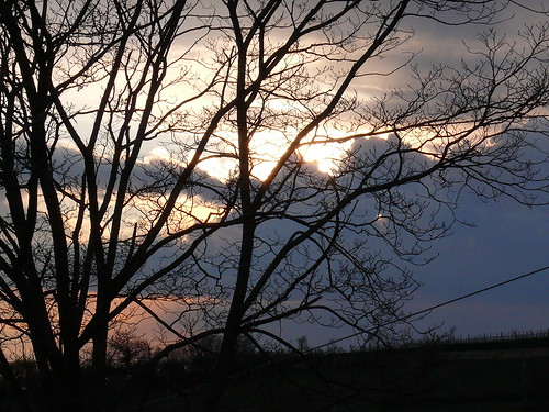 trees sunset monticello