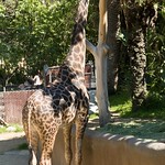 Los Angeles Zoo 052