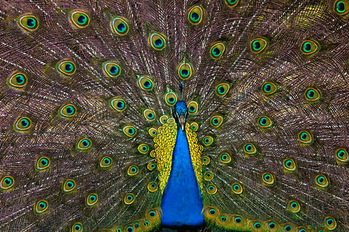 bird colors nikon d70s sb600 maryland peacock nikkor cecilcounty 3570mmf3345af plumptonparkzoo