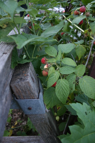 wood garden raspberry
