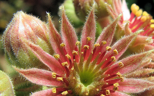 flower macro sempervivum macrolife