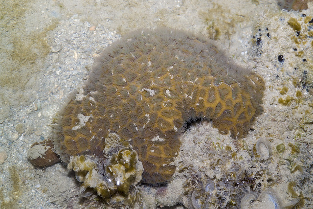 Honey-comb hexagonal coral (Family Merulinidae)