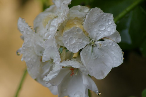 flower geranium raindrop