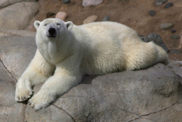 Polar Bear Laying Down with Head Up