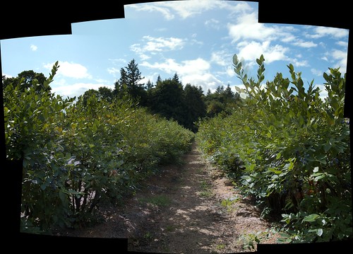summer autostitch usa oregon nikon day berries d70s panoramic calico tamron blueberries corvallis actions tamron2875f28 berrypicking