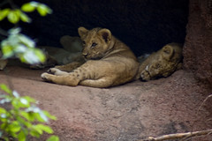 Zoo_Atlanta-9