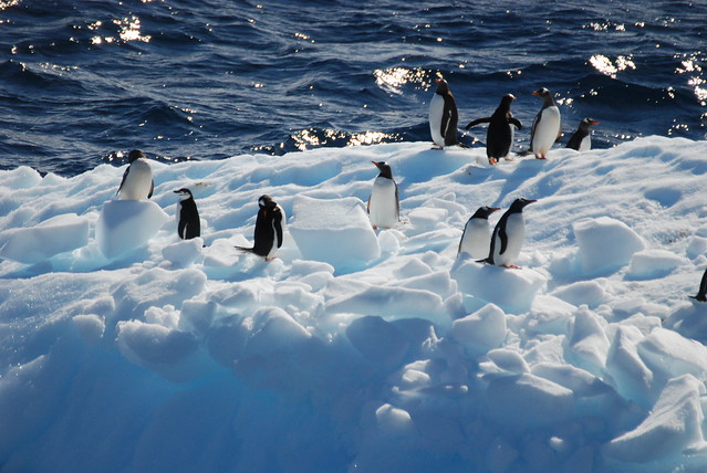 Penguins on an Ice Floe