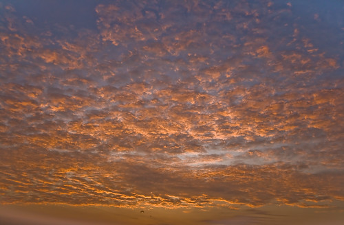 morning blue red cloud bird sunrise cloudy bloody ruddy tamronspaf1750mmf28xrdiiildasphericalif