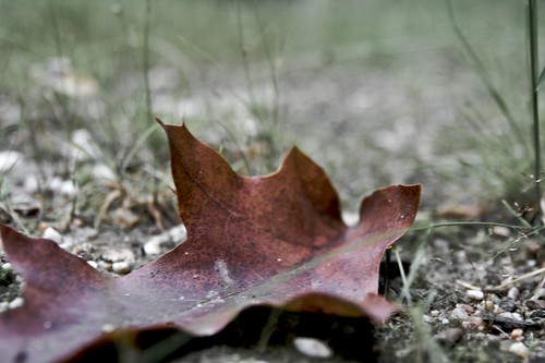 autumn summer macro leaf makro