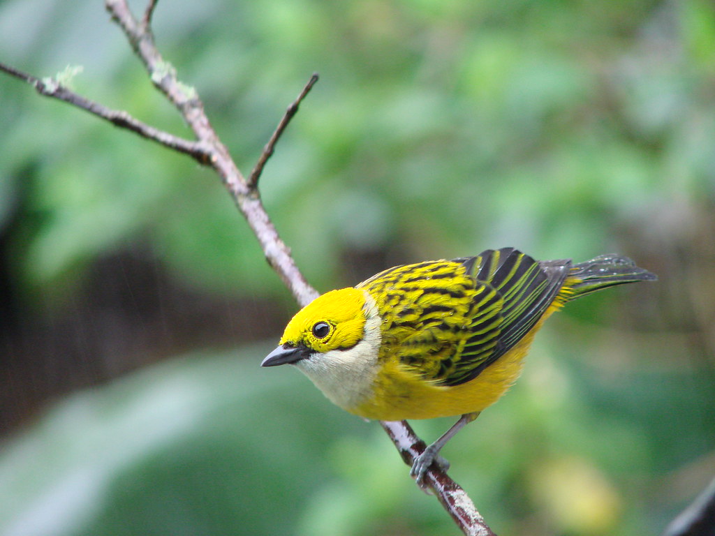 Silver-throated Tanager