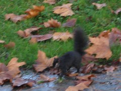 Zombie Black squirrel of Stanley park 