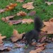 Zombie Black squirrel of Stanley park
