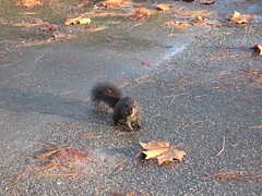 Black squirrel of Stanley park 