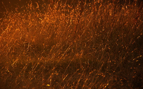 sunset plants nature grass atardecer gold golden plantas or natura puesta plantes dorado posta oro vespre herbes herba hierbas daurat yerbas mywinners