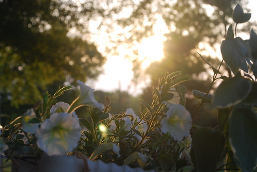 flowers sunset summer alabama nikond60 morgancountyalabama danvillealabama