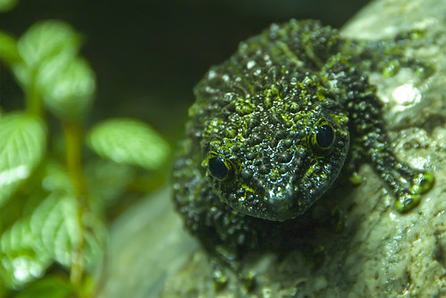 green wet zoo aquarium slick amphibian bumpy frog slime denverzoo slimy shotthroughglass explored thelodermacorticale mossyfrog top30green nikkor18200mmf3556gifed