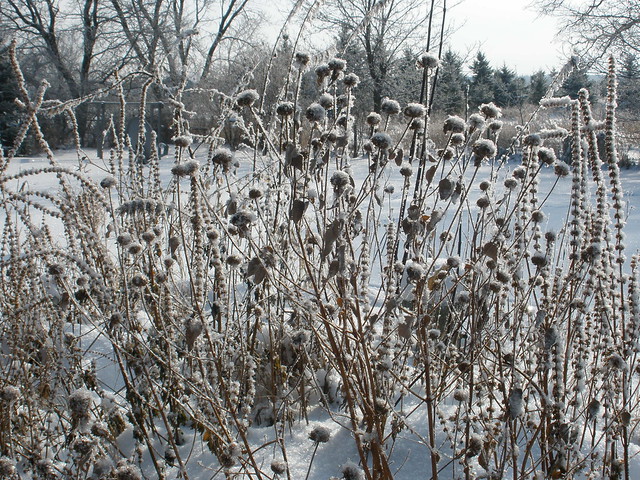 Weeds Covered with Frost and Snow