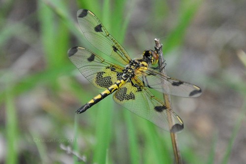 black color female bug insect wings eyes dragonfly skimmer libellulidae anisoptera calicopennant celithemiselisa
