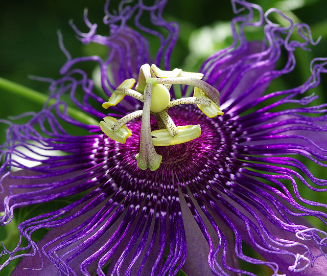 purple passion flower | Flickr - Photo Sharing!