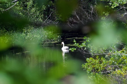 trees newyork green nature creek outdoors harbor landscapes swan pond longisland imran sag sagharbor imrananwar abigfave