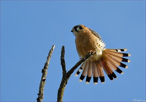 bird oregon falcon americankestrel naturesfinest dmcfz8