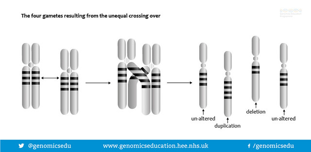 Chromosomes deletions and duplications