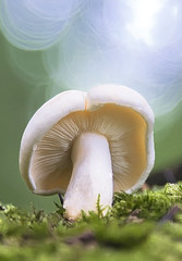 St. George's mushroom