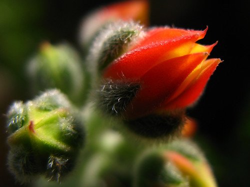 cactus orange flower macro buds explored canong7 macromarvels adarshr