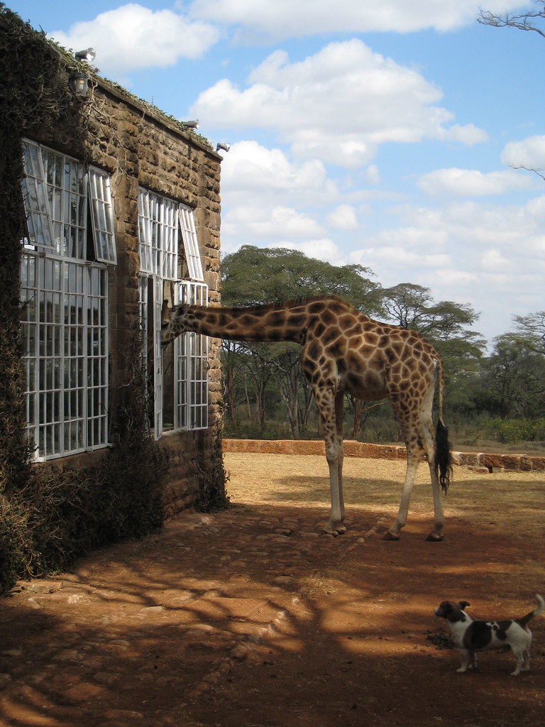 Have Fun With Giraffes In The Hotel Giraffe Manor