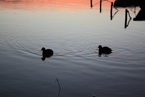 lake sunrise duck neukloster mathiaskohrt