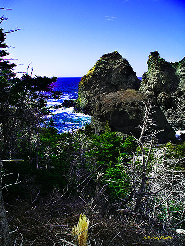 ocean trees mountain forest newfoundland photography peaceful cliffs evergreens
