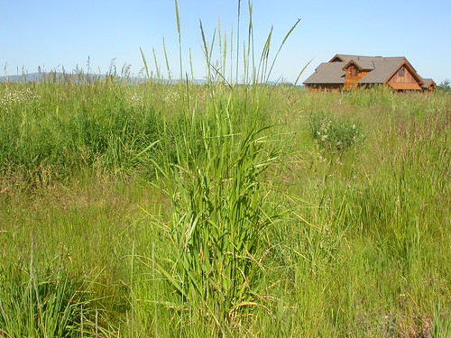 grass montana bozeman habit habitat poaceae perennial wheatgrass leymus elymus bunchgrass triticeae coolseason disturbedsite wetsite elymuscinereus basinwildrye