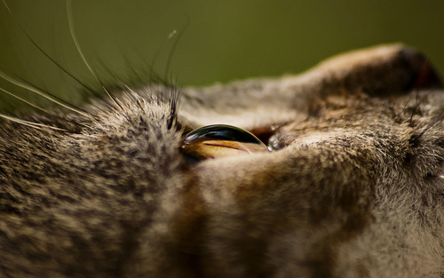 wallpaper baby color macro eye animal cat amber nikon d70s olive whiskers tamron 90mm