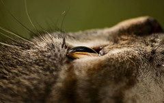 Cats Eye - View To A Kill