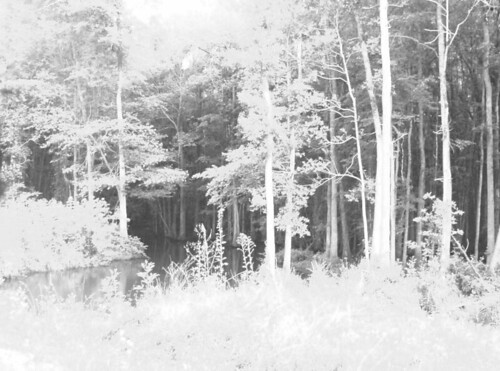 metter ga georgia woods greyscale blackandwhite nature photography digital pointandshoot ditch drainage eerie creepy candlercounty 2000s