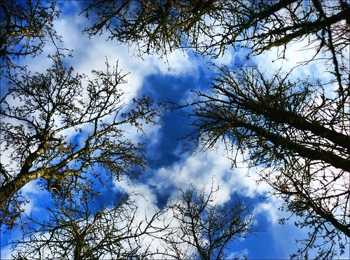 blue trees sky oregon thegimp hdr dmc corvallis topaz photomatix fz8 100commentgroup
