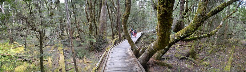 Pencil Pine Falls Nature Walk - Cradle Valley - Tasmania