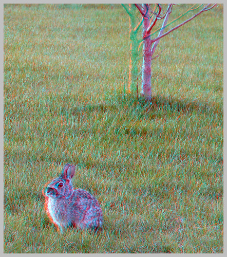 tree rabbit animal stereoscopic stereophoto 3d spring anaglyph anaglyphs redcyan 3dimages 3dphoto 3dphotos 3dpictures stereopicture