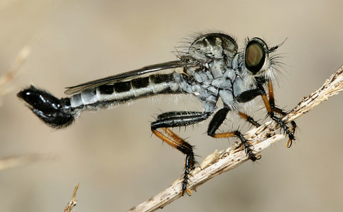 insect northcarolina robberfly coastalplain diptera asilidae eol efferia canonef100mmf28macrousm specinsect howellwoods asilinae efferiaapicalis taxonomy:binomial=efferiaapicalis