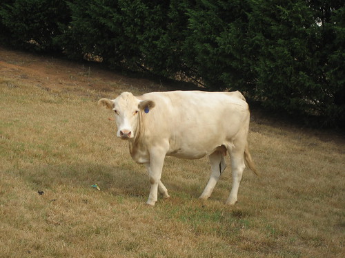 house yard cow
