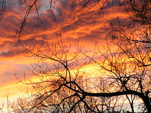 trees sunset orange color tree yellow clouds sunrise flora day texas cloudy mygearandme mygearandmepremium mygearandmebronze mygearandmesilver mygearandmegold mygearandmeplatinum mygearandmediamond