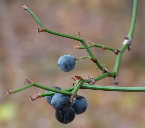 blue wild macro fun lumix interestingness interesting berries unique joy tony panasonic babcock hapiness fz28