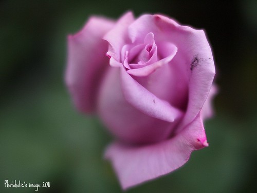 flower nature rose bokeh rosa petal bloom olympuspenep2 voigtlandernokton25mmf095