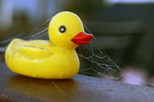 Duck Brown Web
