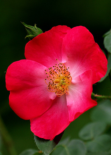 flowers red rose nc chapelhill ncbotanicalgarden