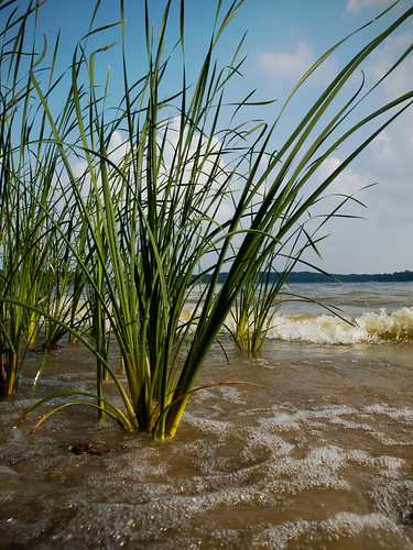 lake wet water reeds rocks waves texas low olympus cypresssprings e410 mtvernontx gtowneric