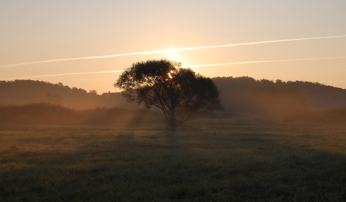 sun mist tree fog sunrise dawn rise